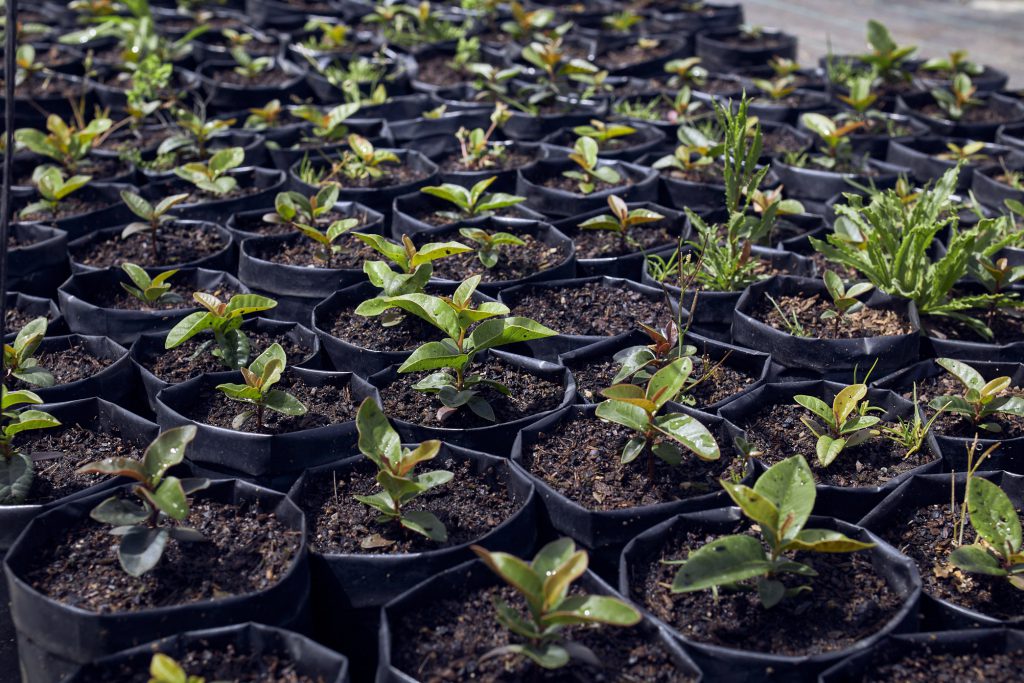 Viveros Valparaíso, sostenibilidad ambiental